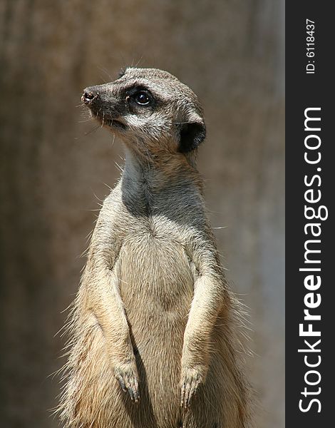 Meerkat Posing