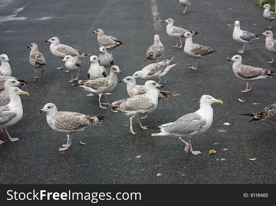 Feeding seagulls on the sea