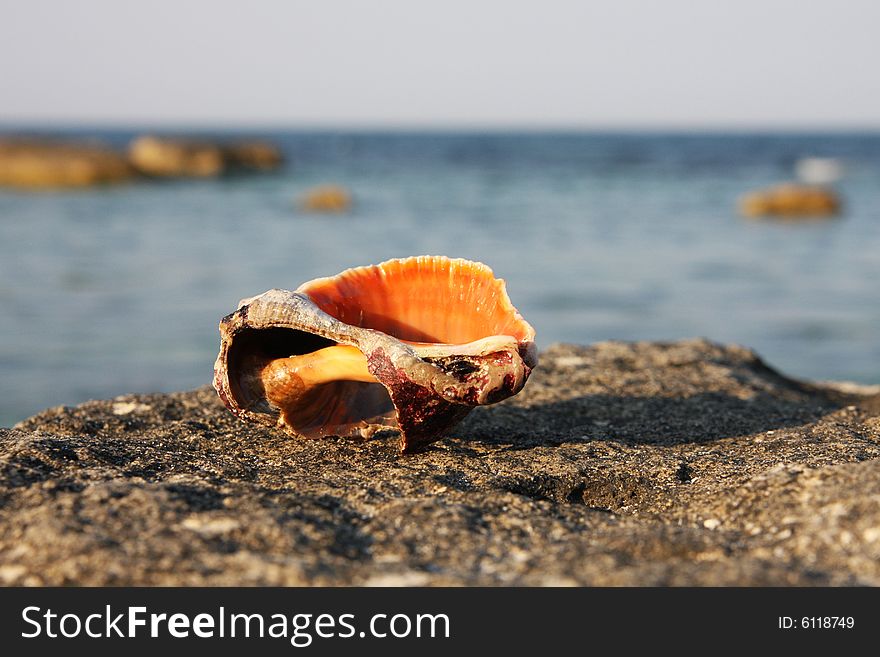 Orange shell on a stone beach. Black Sea. Orange shell on a stone beach. Black Sea.