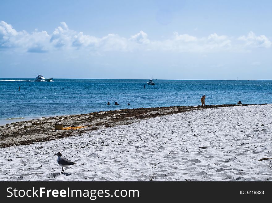 A beach with a seagull
