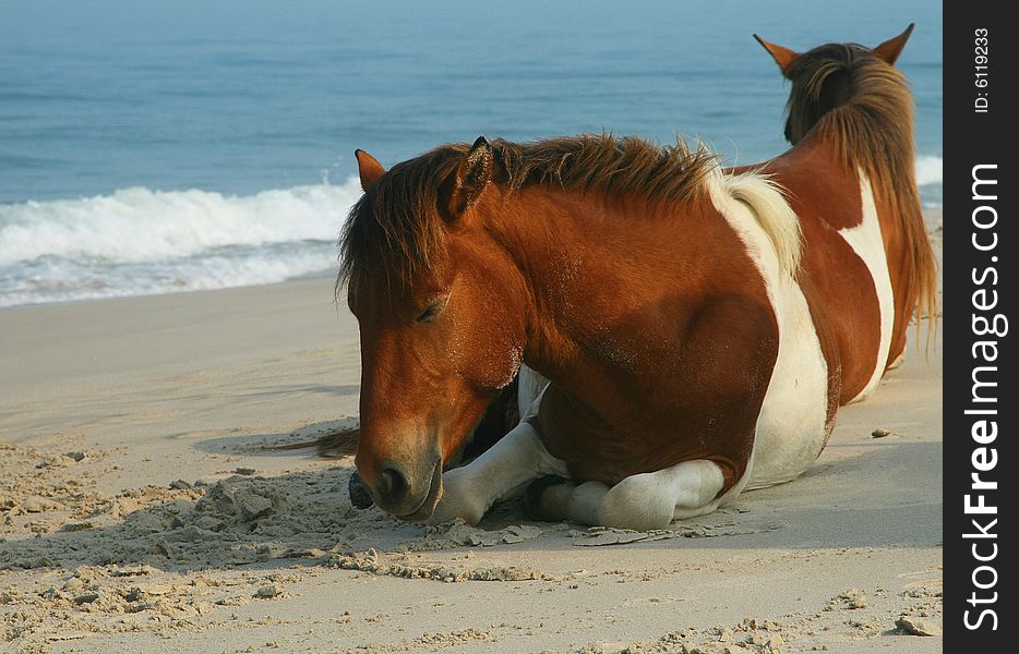 Two horses lying on the beach at Assateague Island. Two horses lying on the beach at Assateague Island