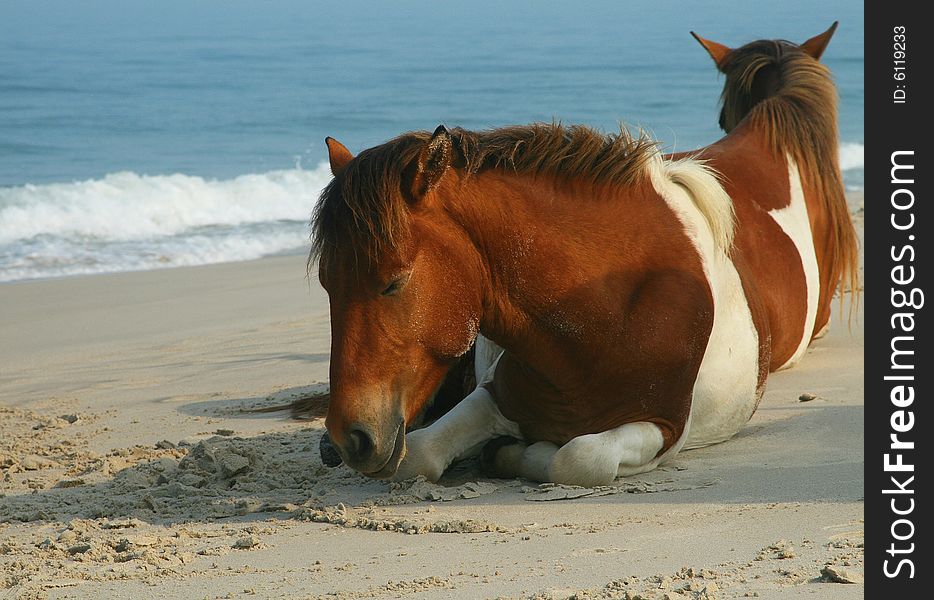 Horses On Beach