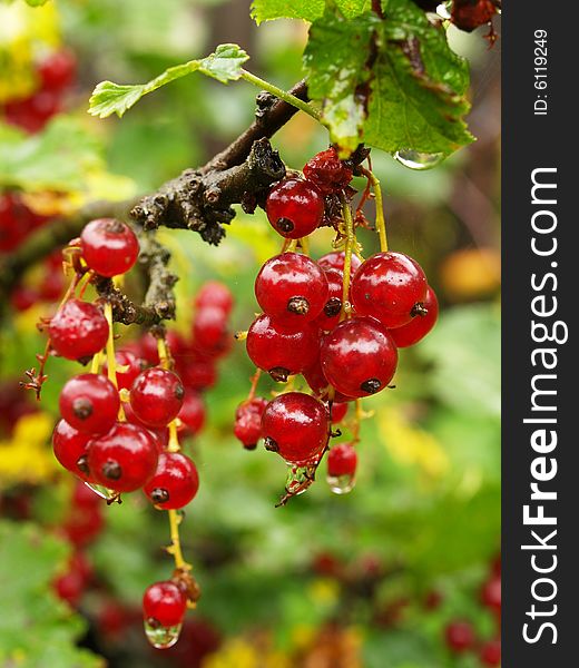 Red Currant