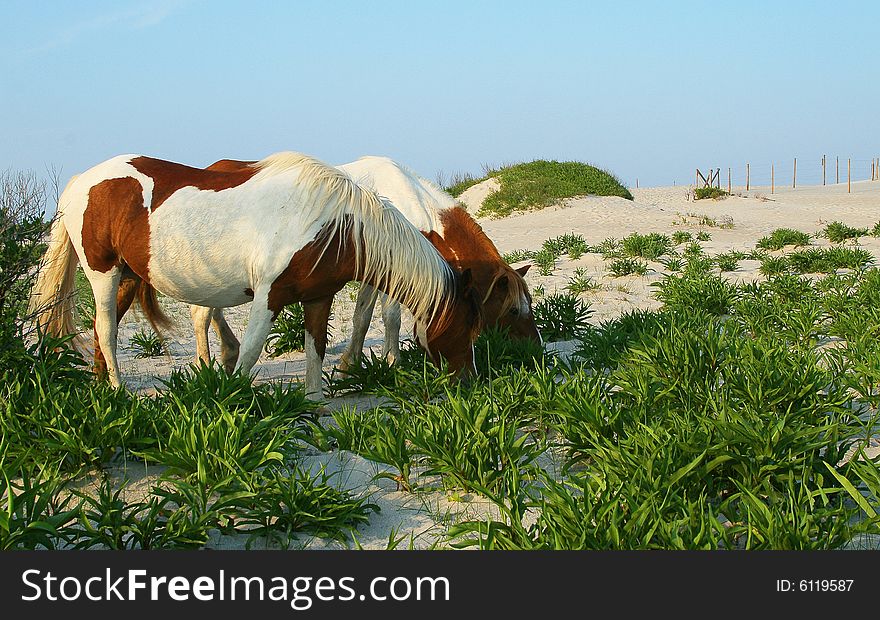A few horses standing on the beach at Assateague Island. A few horses standing on the beach at Assateague Island