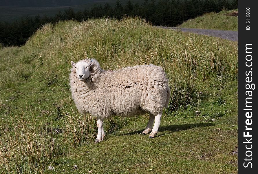 Gray sheep squinting on the sun standing on the grassy hill. Gray sheep squinting on the sun standing on the grassy hill