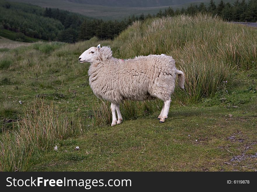 Gray shaggy sheep standing on a small hill. Gray shaggy sheep standing on a small hill