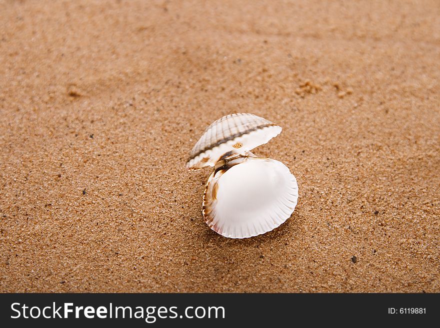 Opened sea shell on beach sand, shallow DOF