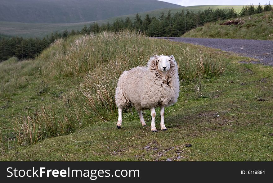 Funny sheep with a hair collar blown with a wind that looks like a queen. Funny sheep with a hair collar blown with a wind that looks like a queen