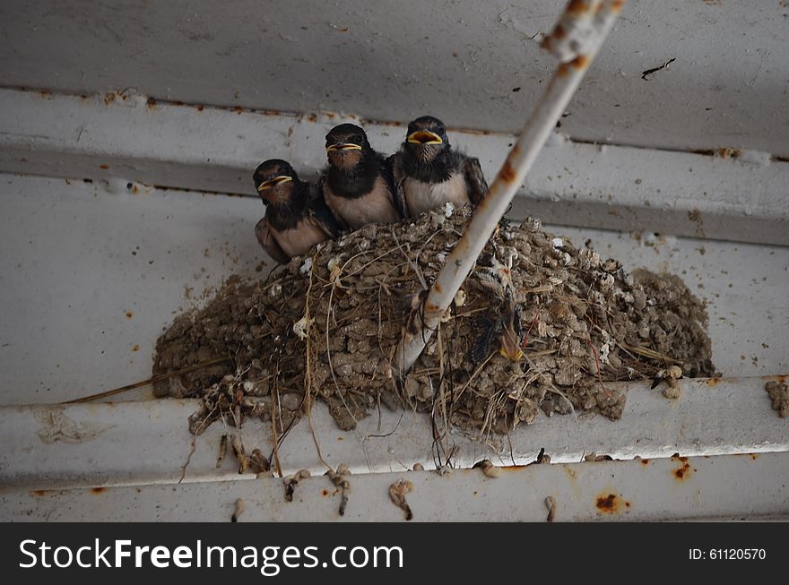 The chicks in the nest Swallow