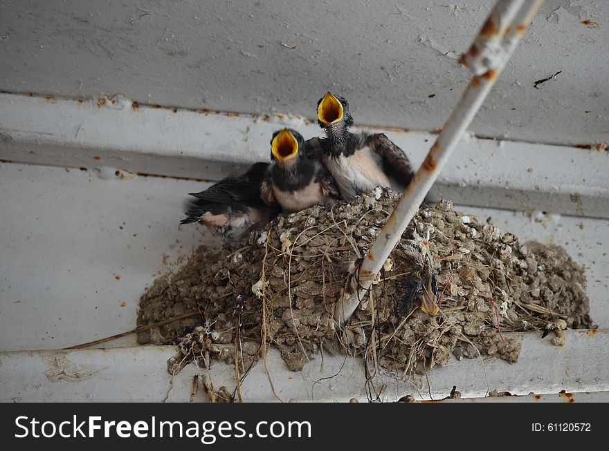 The chicks in the nest swallows three chicks in summer