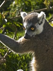Lemur Stock Photos