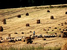 Sheeps And Swain Stock Image