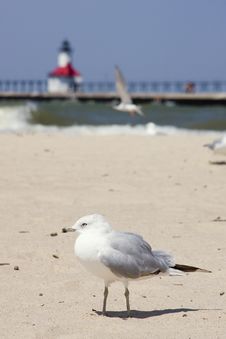 Seagull With Lighthouse In Background Stock Photo Seagull With Lighthouse In Background Stock Photo