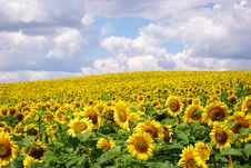 Sunflower Field Stock Images Sunflower Field Stock Images