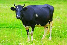 Cow In Pasture Stock Photo