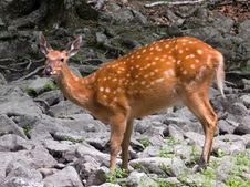 Sika Deer 2 Royalty Free Stock Photos Sika Deer 2 Royalty Free Stock Photos