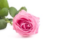 Pink Rose Royalty Free Stock Image Pink Rose Royalty Free Stock Image