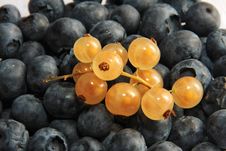 Black And Golden Currant Stock Photos Black And Golden Currant Stock Photos