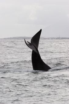 Whale Greeting Royalty Free Stock Photos Whale Greeting Royalty Free Stock Photos