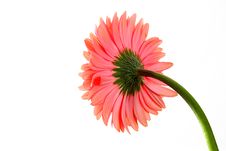 Pink Gerbera Royalty Free Stock Photography