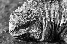 Black & White Marine Iguana Royalty Free Stock Image