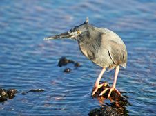 Yellow Crowned Night Heron Stock Photos Yellow Crowned Night Heron Stock Photos