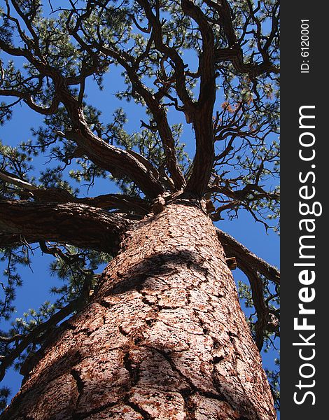 Jeffrey Pine Tree