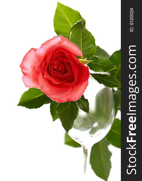 Red rose on empty wine glass, isolated over white, shallow DOF