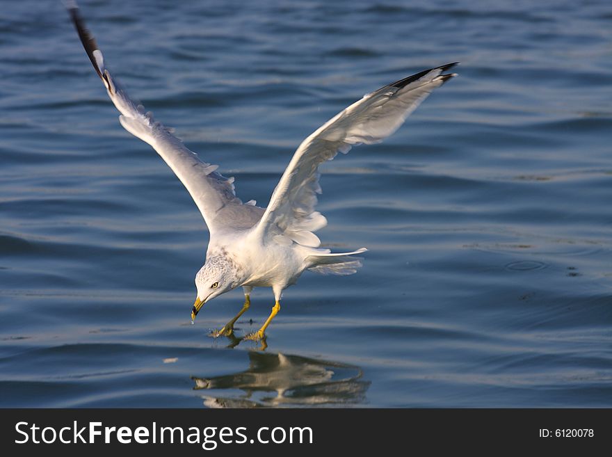 Ring-billed Seagull coming in for a landing on the water as it hunts for food
