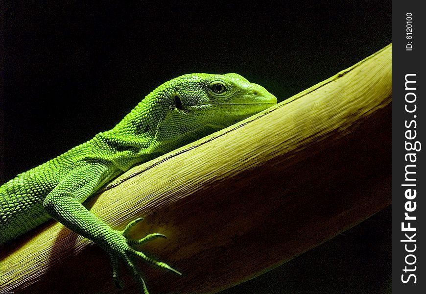Lizard green, resting on a branch and a dark background