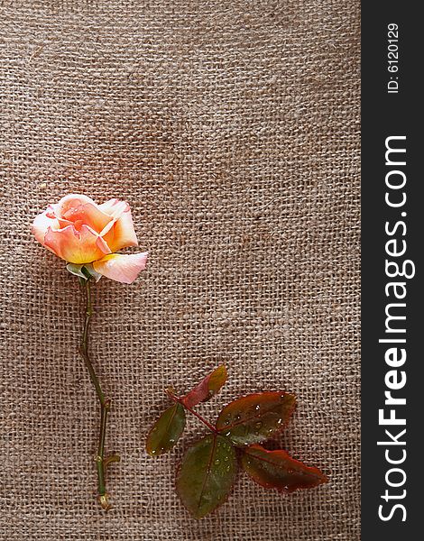 Still Life With Rose Flower On Hessian Background