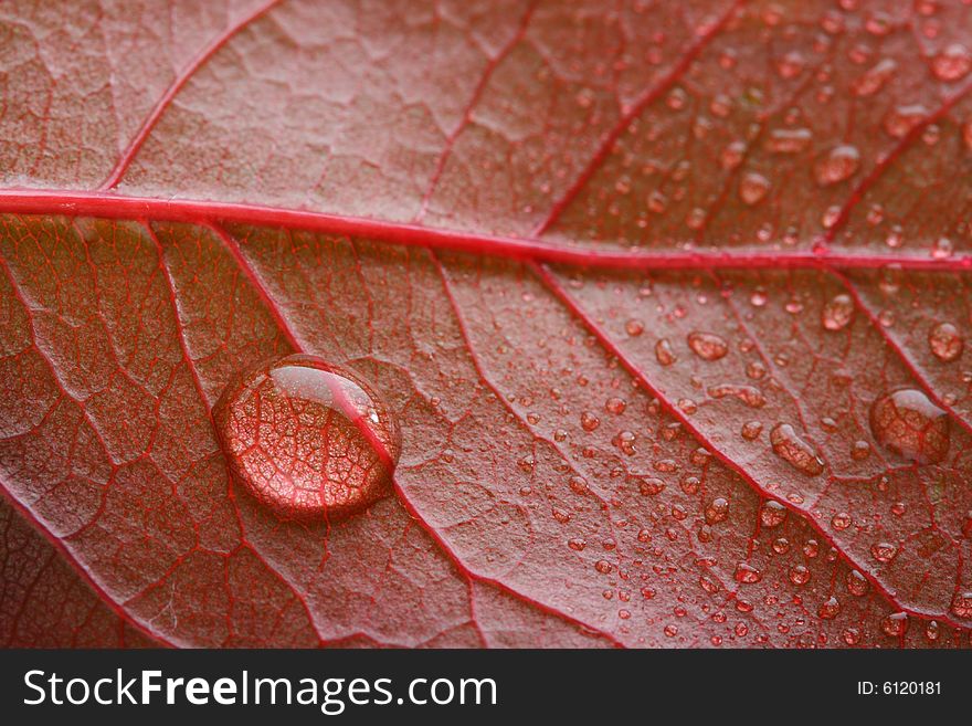 Waterdrop on a red leaf