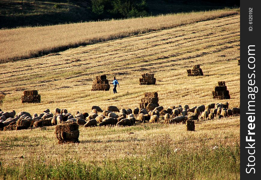 A herd of sheeps and the swain. A herd of sheeps and the swain.