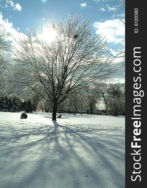 Sun shining from behind a leafless tree in a snowy park. Sun shining from behind a leafless tree in a snowy park.