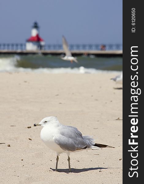 A seagull on Silver Beach in St. Joseph, Michigan, with lighthouse out of focus in the background. A seagull on Silver Beach in St. Joseph, Michigan, with lighthouse out of focus in the background.