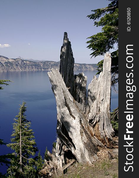 This photo shows the trunk of a dead tree on the rim of Crater Lake. This photo shows the trunk of a dead tree on the rim of Crater Lake.