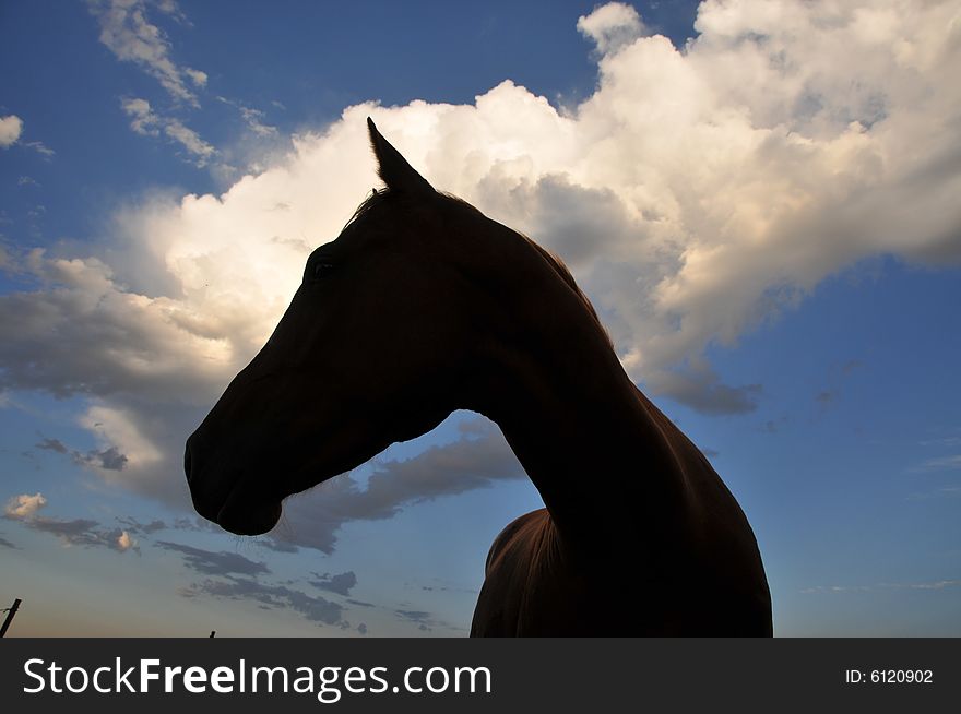 Stallion's profile against summer clouds on a hot Colorado afternoon. Stallion's profile against summer clouds on a hot Colorado afternoon