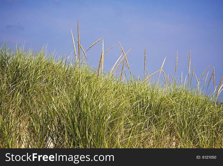 Grassy sand dune with blue sky in background. Grassy sand dune with blue sky in background
