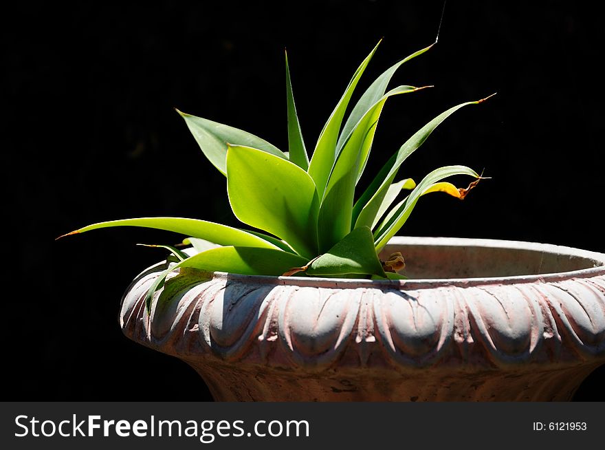 Agave succulent in planter reaching towards the sun, with a dark background. Agave succulent in planter reaching towards the sun, with a dark background.