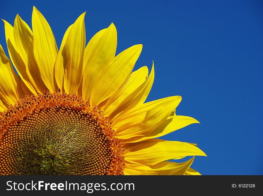 Yellow sunflower and blue sky background