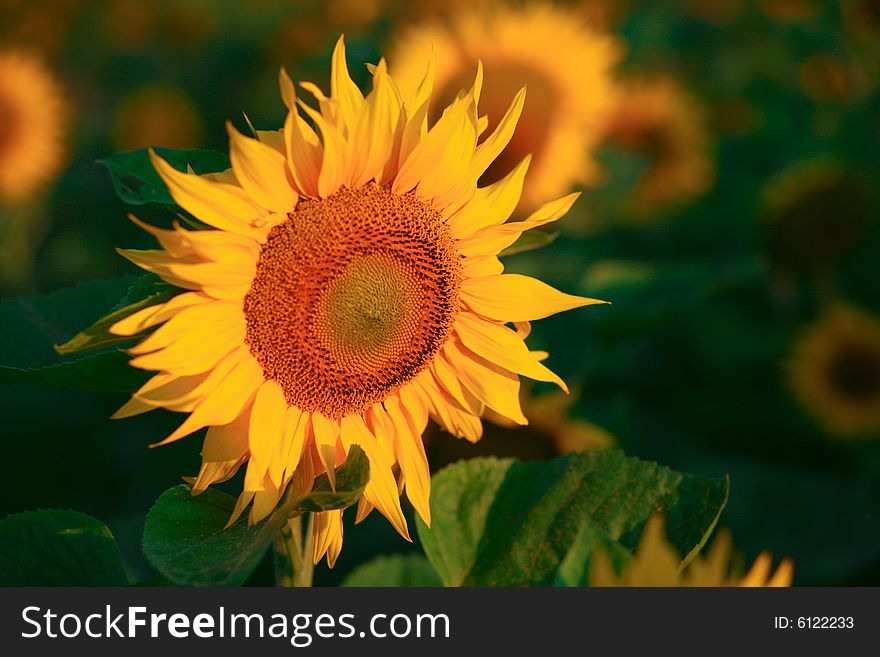 Background from a field of bright yellow sunflowers