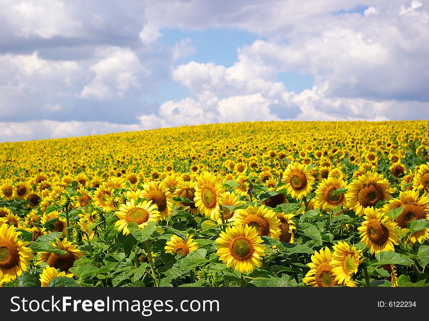 Sunflower field over cloudy blue sky