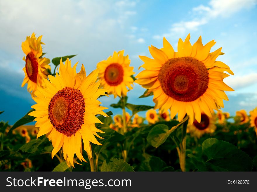 Bright yellow sunflowers on a background of the sky. Bright yellow sunflowers on a background of the sky