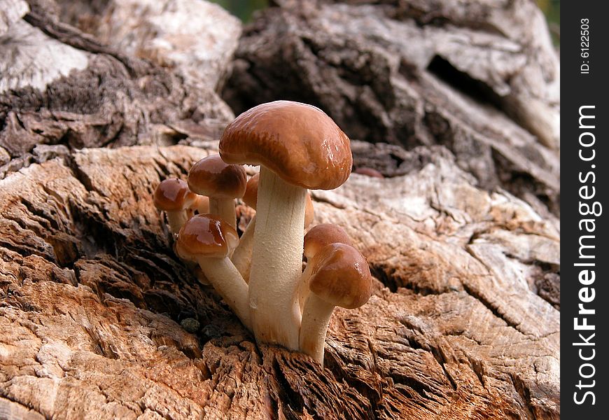 Some mushroom on the log in forest. Some mushroom on the log in forest