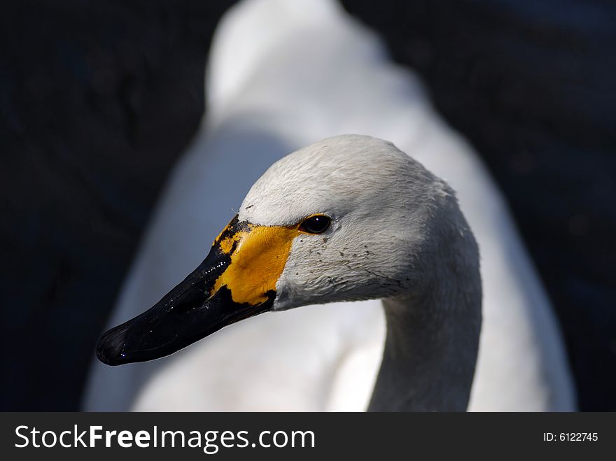 In the zoom, take the picture for swan.