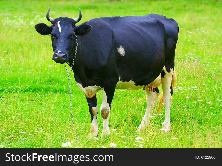 Cow on a pasture, against a green grass. Cow on a pasture, against a green grass