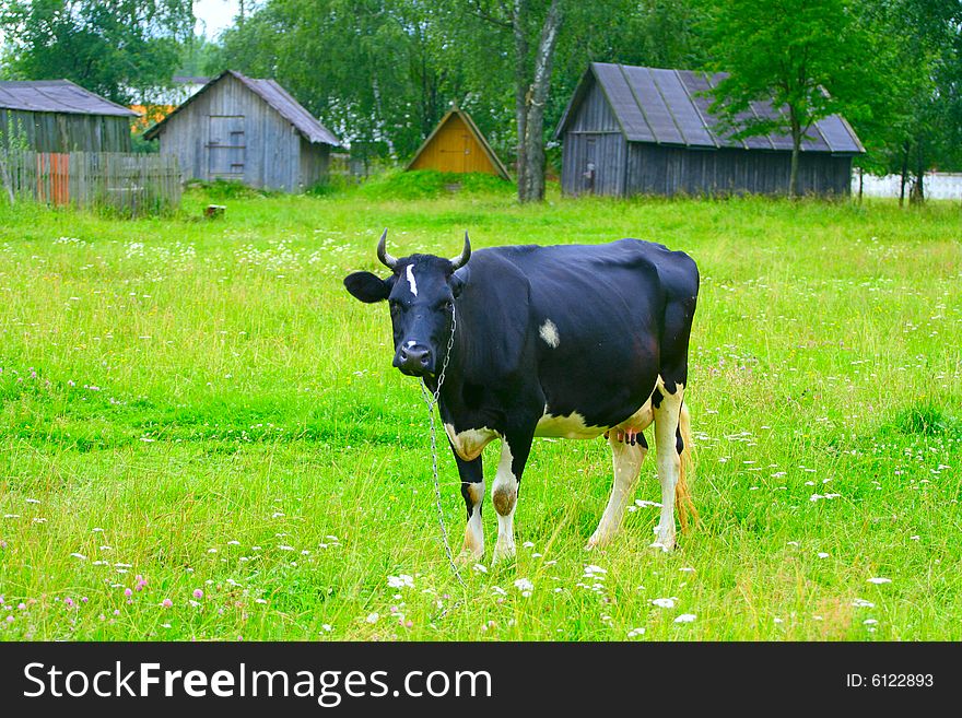 A cow in a pasture. A cow in a pasture