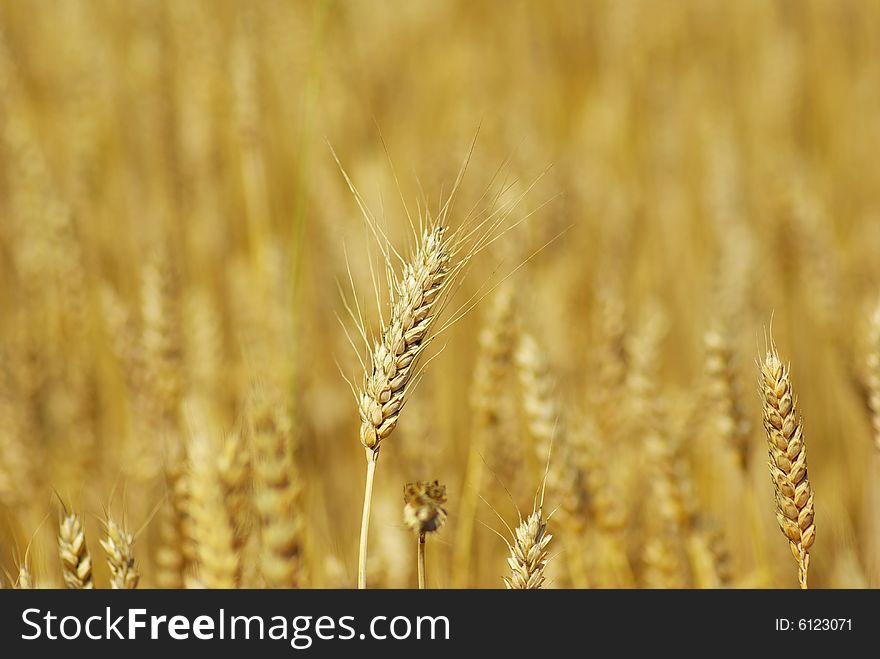 Yellow grain ready for harvest growing in a farm field. Yellow grain ready for harvest growing in a farm field