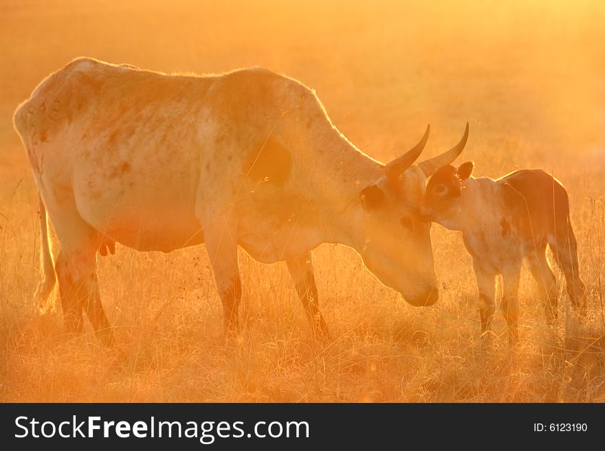 Nguni cow and calf at sunrise. Nguni cow and calf at sunrise