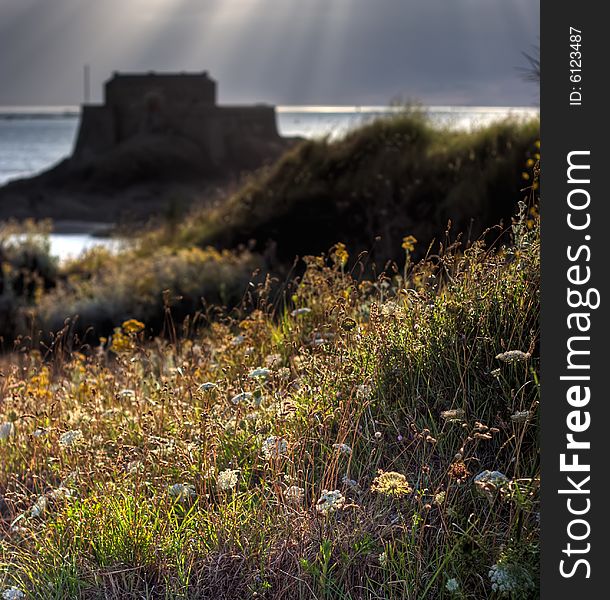 Wild flowers on the Brittany coast at sunset. Wild flowers on the Brittany coast at sunset